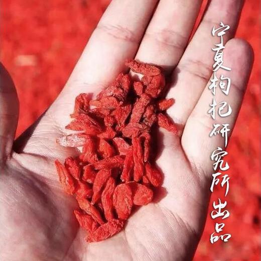 新鲜的优级枸杞到货了.. 商品图1