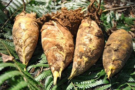 【云燕优品】福宝原始森林野生笋干 商品图2