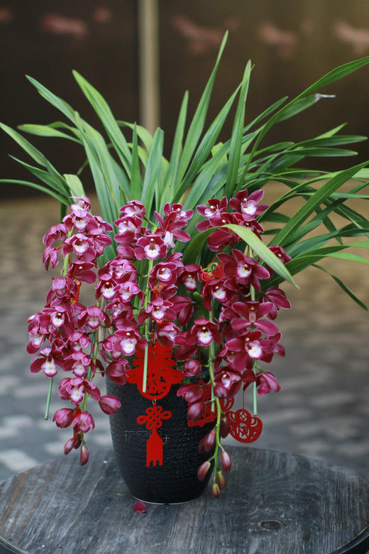 大花蕙兰 | 新年 拜访 花礼