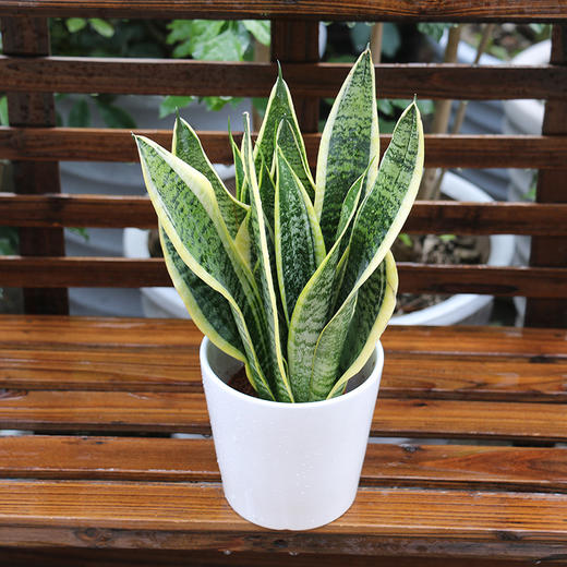 小虎皮兰 - 三棵树园艺