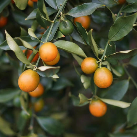 融安滑皮金桔 有机种植高山果  3/4斤装 商品图7