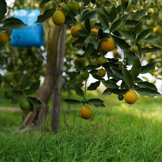 融安滑皮金桔 有机种植高山果  3/4斤装 商品图6