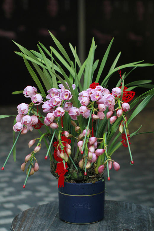 大花蕙兰 | 新年 拜访 花礼