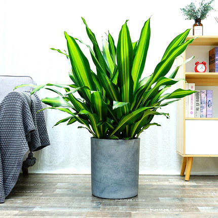 三头金心也门铁