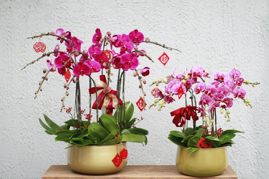 大株蝴蝶兰盆栽 | 新年 前台 花礼 礼物