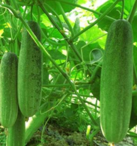 青皮黄瓜 约600g/份 检测合格，无公害