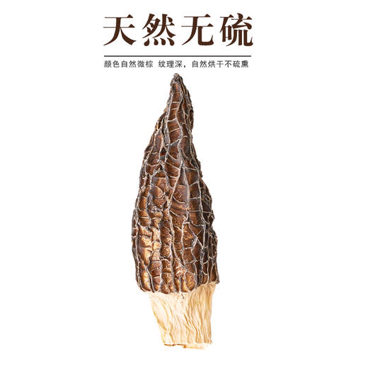千户土家 宣恩 羊肚菌 50g 商品图1