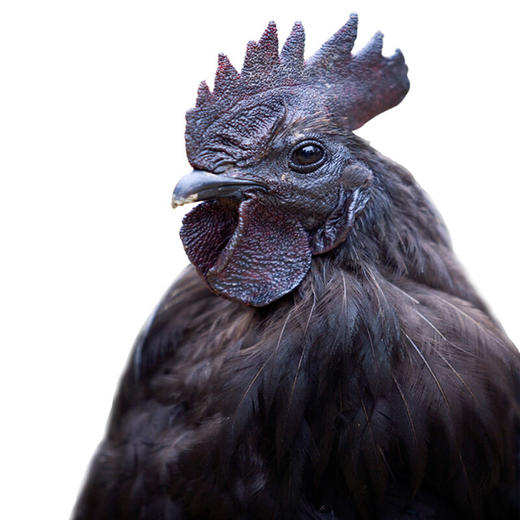 江山特产|真正散养的黑乌鸡|林间慢养300天以上|净膛约3斤