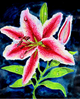 《油水分离画百合》油画棒/百合花【自动发货：下单后，点击手机短信中收到的链接，即可获取文件下载的链接；如有任何问题，可添加客服微信hm33268获得帮助】