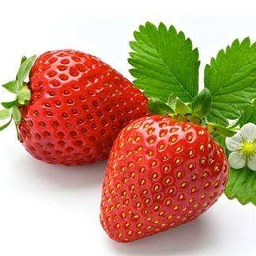 红颜草莓 优选品种 蜂媒授粉 无农残无添加 有机肥天然生态种植 商品图9