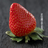 红颜草莓 优选品种 蜂媒授粉 无农残无添加 有机肥天然生态种植 商品缩略图1