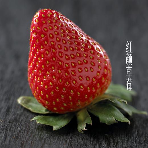 红颜草莓 优选品种 蜂媒授粉 无农残无添加 有机肥天然生态种植 商品图1