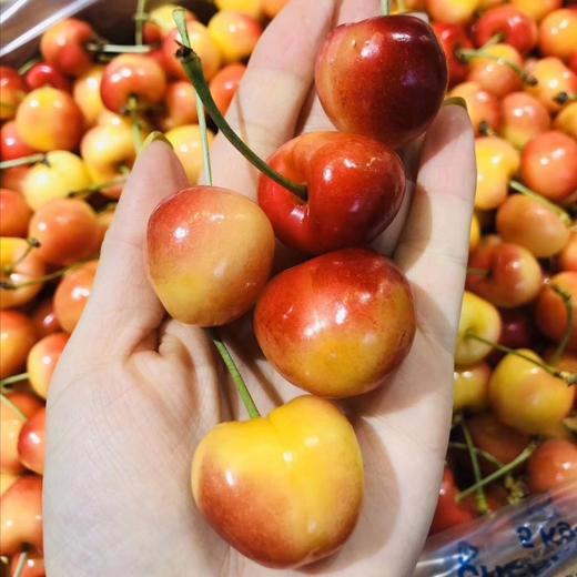 蕾妮黄金车厘子