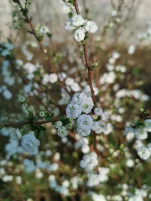 【开花特惠】雪柳花 重瓣 约 6-8 支/扎 商品图7