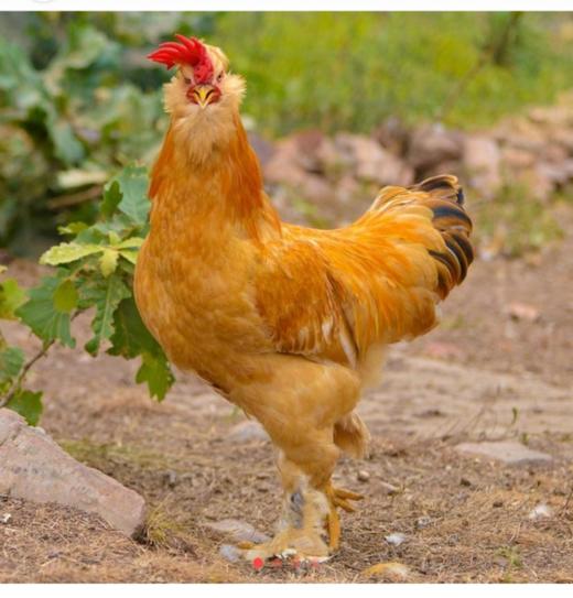 年猪年鸡牛肉礼包