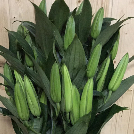 百合 西伯利亚 多头A 商品图0