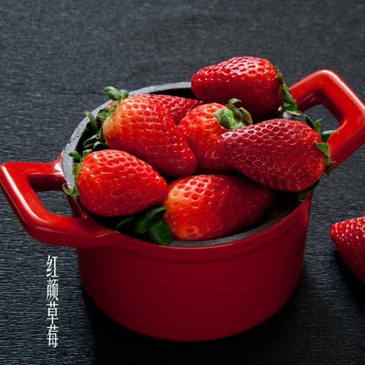 红颜草莓 优选品种 蜂媒授粉 无农残无添加 有机肥天然生态种植 商品图0