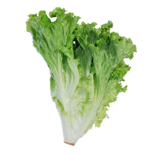 生菜 商品图1