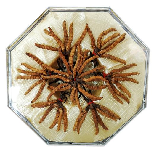 余天成冬虫夏草（王20克） 商品图1