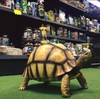（72小时发货）安哥洛卡陆龟 精雕树脂模型 40cm 商品缩略图0