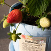 有机草莓盆栽 | 绿家自产*Organic strawberry potting | Self-production 商品缩略图1