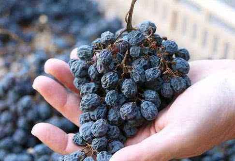 新疆葡萄干黑加仑400g+无核白400g 商品图4