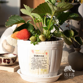 有机草莓盆栽 | 绿家自产*Organic strawberry potting | Self-production