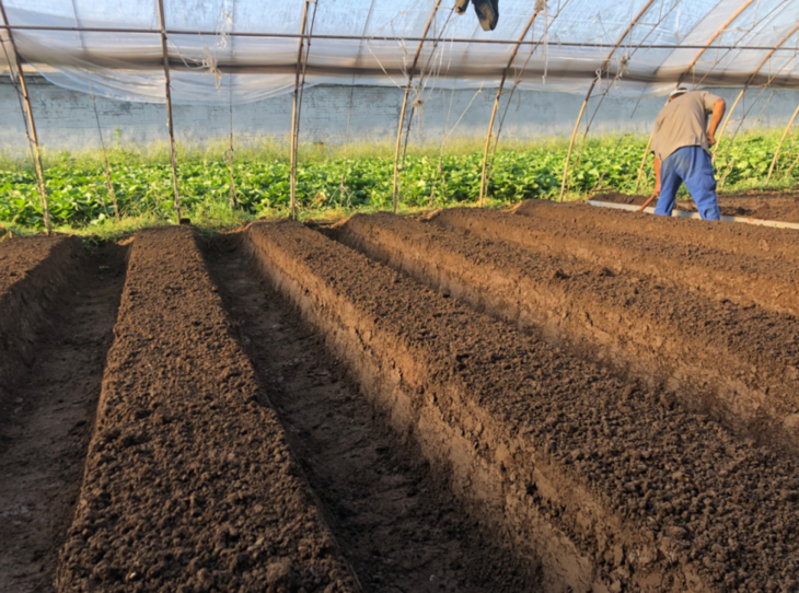 草莓京津冀包邮香甜多汁芳香味浓农场自产strawberryselfproduced