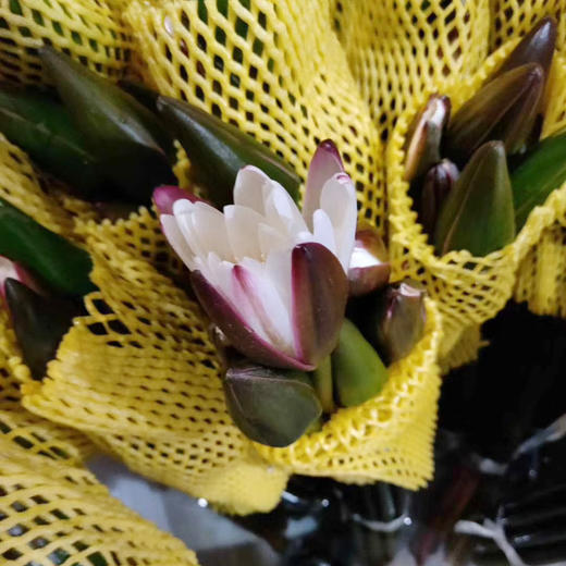 睡莲·白色 商品图0