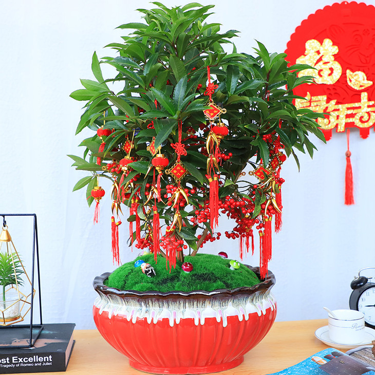 黄金万两盆栽年宵花金玉满堂富贵籽带红果植物室内装饰盆栽盆子随机
