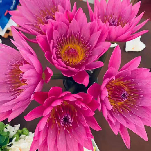 睡莲--粉色 商品图0