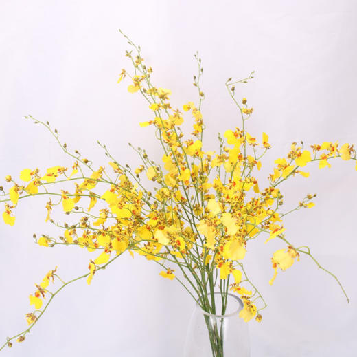 跳舞兰（海南基地） 商品图4