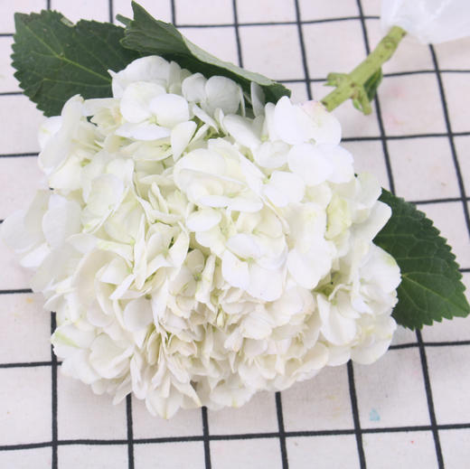 绣球·白色 商品图2