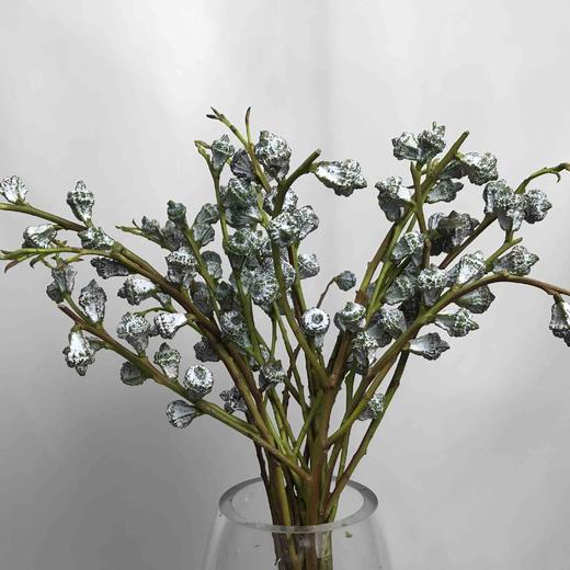 尤加利果 商品图4