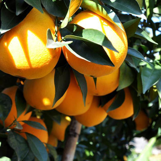 赣州脐橙生态水果赣南脐橙450g，甜蜜多汁 商品图2