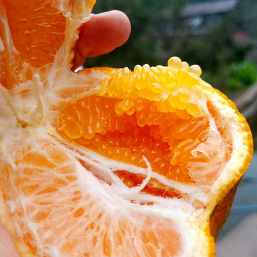 生态春见耙耙柑450g 耙耙柑皮薄肉厚多汁 京津冀满百包邮 商品图5