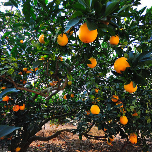 赣州脐橙生态水果赣南脐橙450g，甜蜜多汁 商品图3