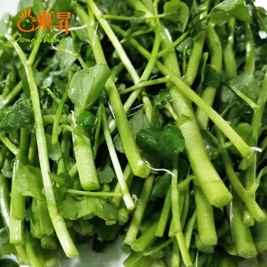 东升农场 西洋菜 东洋草  广州蔬菜新鲜配送300G 商品图3
