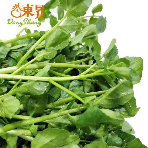 东升农场 西洋菜 东洋草  广州蔬菜新鲜配送300G 商品图1