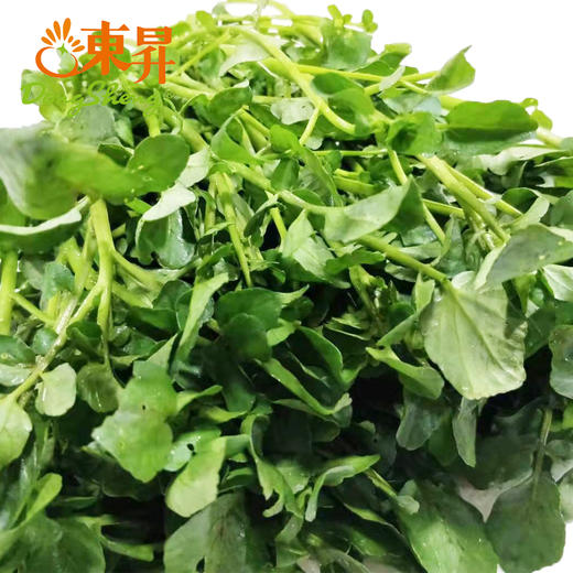 东升农场 西洋菜 东洋草  广州蔬菜新鲜配送300G 商品图4