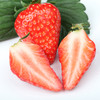 丹东99草莓3斤|个大果正，香甜有奶香 商品缩略图5