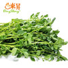 东升农场 西洋菜 东洋草  广州蔬菜新鲜配送300G 商品缩略图2