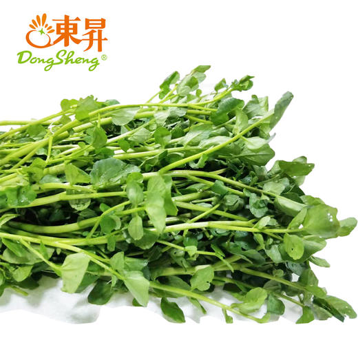 东升农场 西洋菜 东洋草  广州蔬菜新鲜配送300G 商品图2