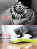 【新人专享】金多乐碗型猫窝抓板/萌酷保暖猫窝/棉垫 商品缩略图4