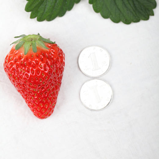 丹东99草莓3斤|个大果正，香甜有奶香 商品图3