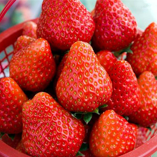 丹东99草莓3斤|个大果正，香甜有奶香 商品图2