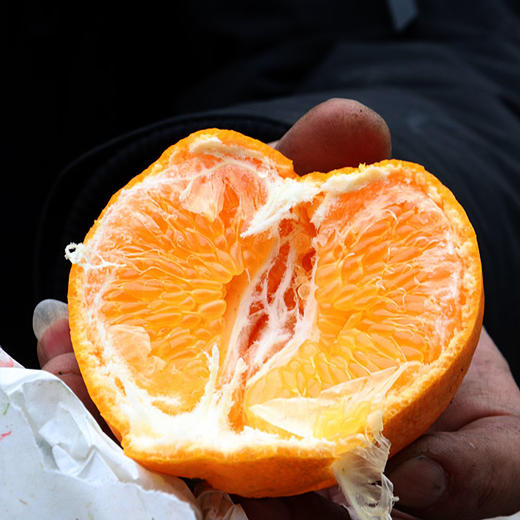 包邮【厂商直发】有机春见耙耙柑5斤/8斤装 果肉饱满多汁 商品图3