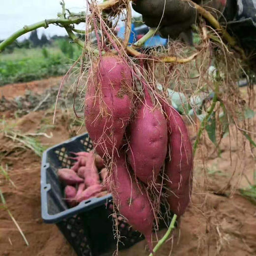 日本高系14号原种！富硒桥头板栗地瓜 红薯 精品5斤 礼盒装 商品图10