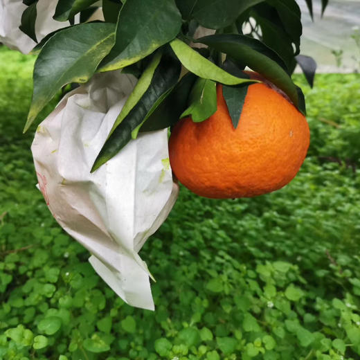 排单发货 不接急单【下单立减10元】蒲江春见耙耙柑高山果      5/8斤装   （酸甜口感  介意慎拍） 商品图4