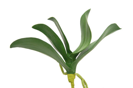 NS家居 nsfurniture  家居装饰仿真花/干花 商品图7